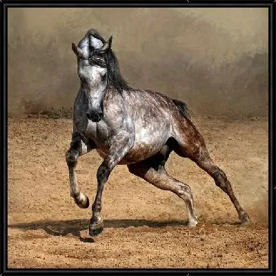 Картина Арабская лошадь (Arabian horse)