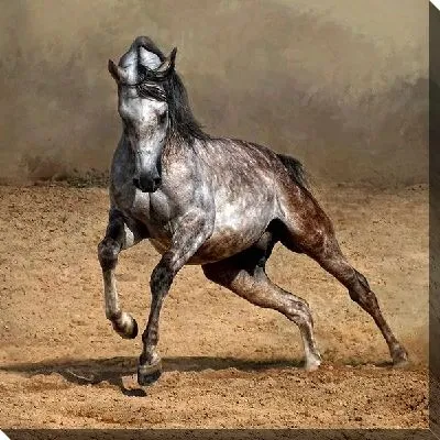 Постер Арабская лошадь (Arabian horse)