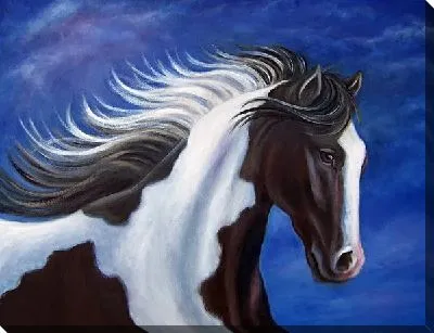 Картина маслом Черно-белая лошадь (Black and white horse)