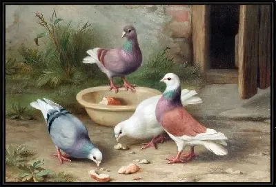 Голуби (Pigeons)