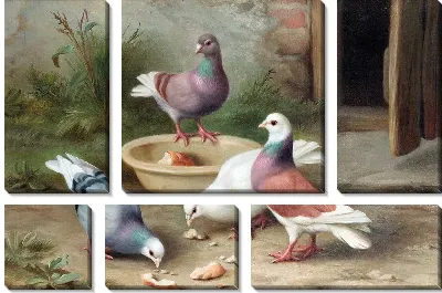 Голуби (Pigeons)