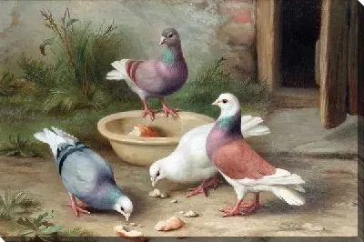Голуби (Pigeons)