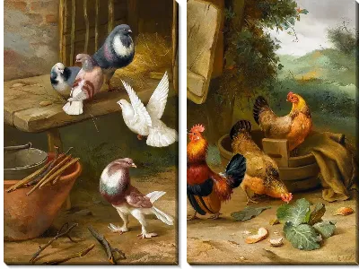 Курицы и голуби (Chickens and pigeons)
