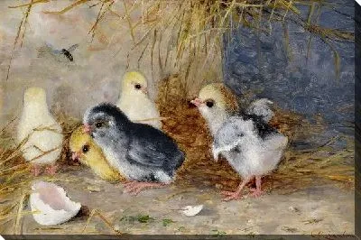 Цыплята (Chickens) №2