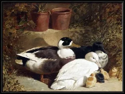 Картина Утки (Ducks)