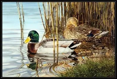 Утки (Ducks) №2