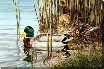 Утки (Ducks) №2