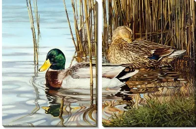 Утки (Ducks) №2