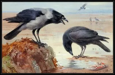 Вороны (Ravens)