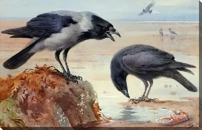 Вороны (Ravens)