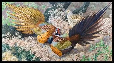 Картина Птицы (Birds) №7