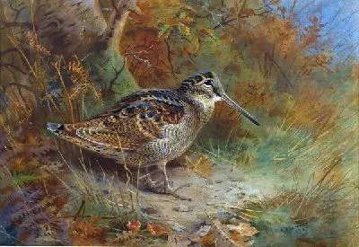Плакат Птица (Bird)