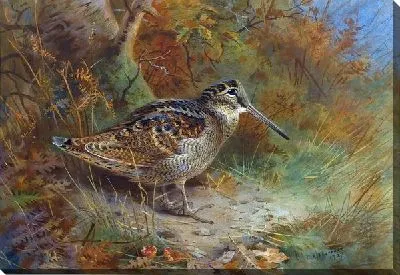 Постер Птица (Bird)