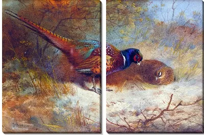 Модульная картина Фазан (Pheasant)