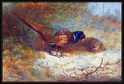 Картина Фазан (Pheasant)
