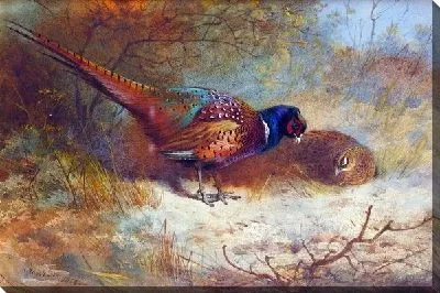 Картина маслом Фазан (Pheasant)