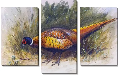 Модульная картина Фазан (Pheasant) №2