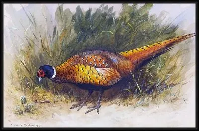 Картина Фазан (Pheasant) №2