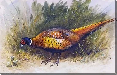 Картина маслом Фазан (Pheasant) №2