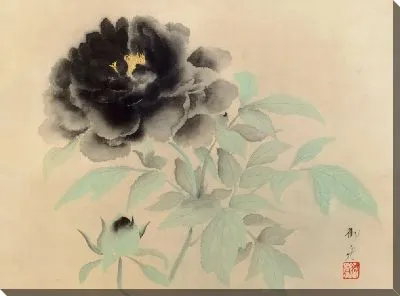 Черные пионы