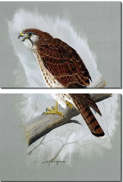 Модульная картина Ястреб (Hawk) №3