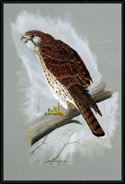 Картина Ястреб (Hawk) №3