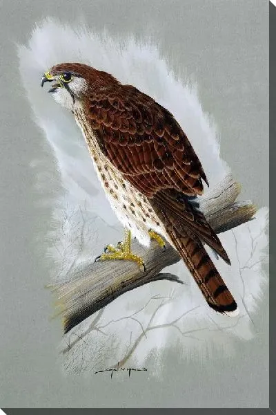 Постер Ястреб (Hawk) №3