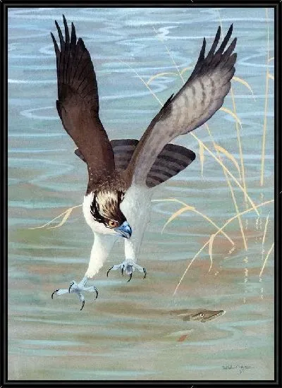 Картина Ястреб (Hawk) №4