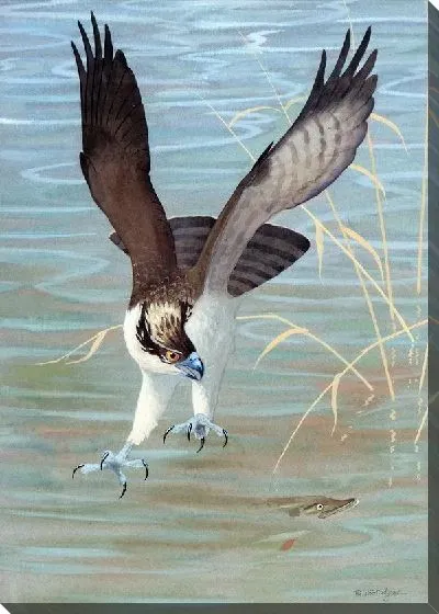 Постер Ястреб (Hawk) №4