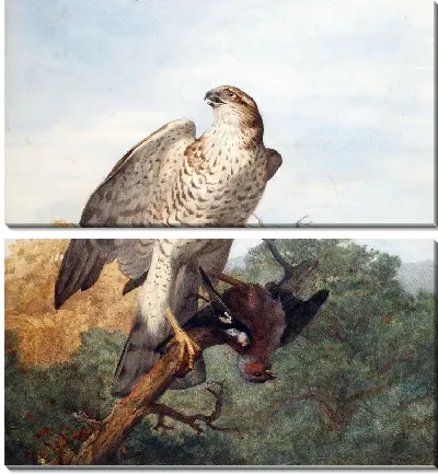 Модульная картина Ястреб (Hawk) №5