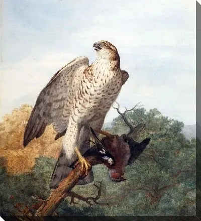 Ястреб (Hawk) №5