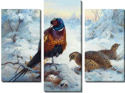 Модульная картина Фазан (Pheasant) №4