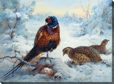 Картина маслом Фазан (Pheasant) №4