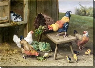 Курицы (Chickens) №5