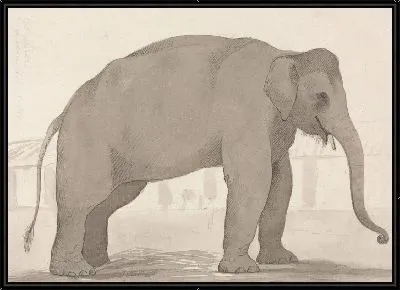 Индийский слон в Лакхнау, 1 сентября 1789 г.