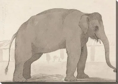Картина Индийский слон в Лакхнау, 1 сентября 1789 г.