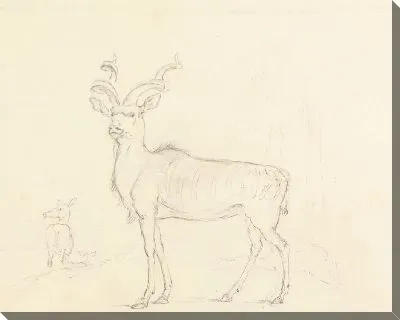 Картина Куду