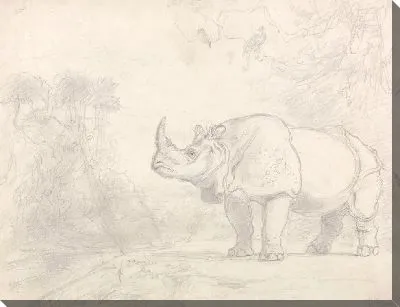 Носорог, стоящий на берегу реки