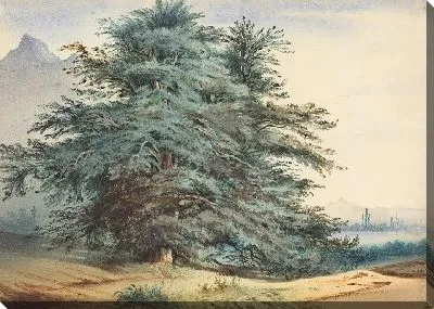 Два древних дерева перед горной вершиной