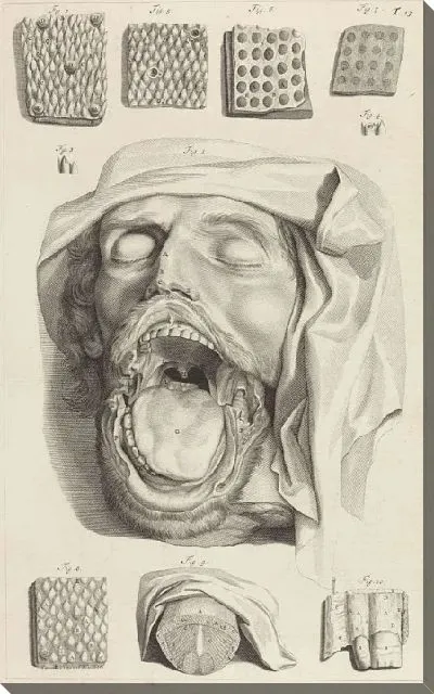 Картина Анатомическое исследование головы, носа и языка