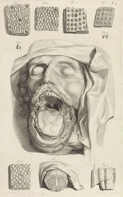 Картина Анатомическое исследование головы, носа и языка