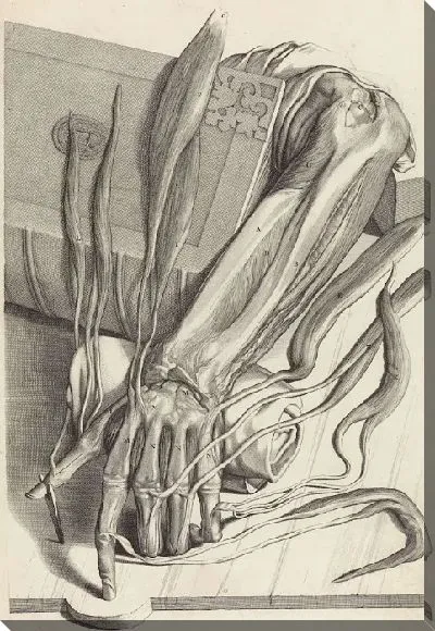 Картина Анатомическое исследование сухожилий и костей левой руки