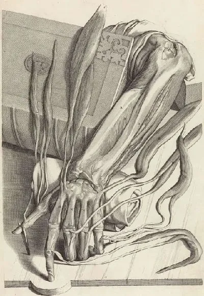 Картина Анатомическое исследование сухожилий и костей левой руки