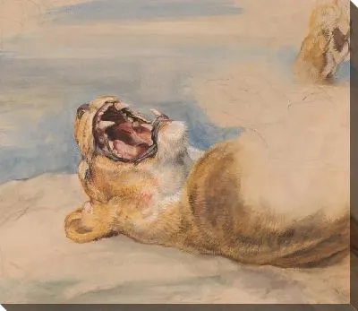 Этюд львицы