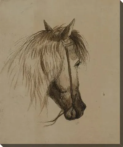 Голова лошади