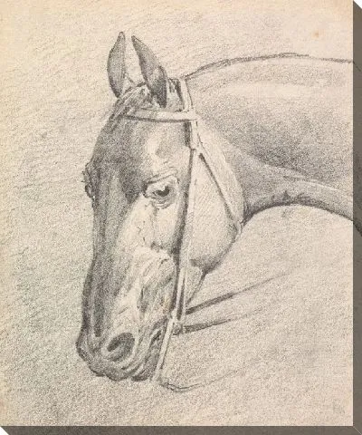 Картина Голова лошади в уздечке