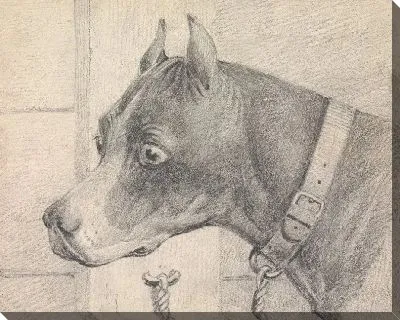 Картина Голова и плечи собаки-боксера, профиль слева, в кожаном ошейнике, прикрепленном к кольцевой опоре