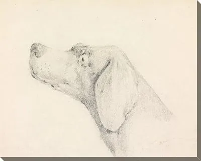 Картина Голова указателя, в профиль слева