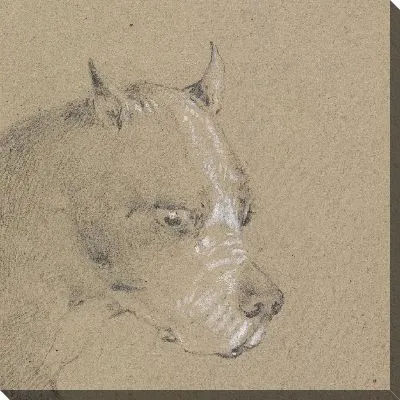 Картина Голова и плечи собаки боксера, профиль справа