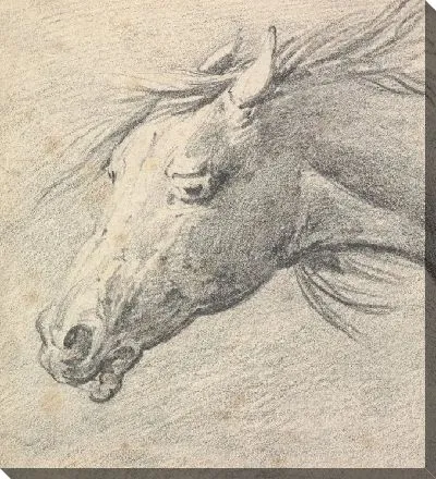 Картина Голова и шея лошади, профиль слева